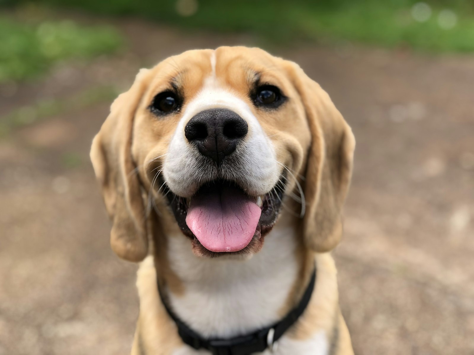 Pet Banner 2